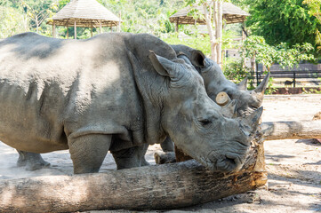 Naklejka premium View of rhinoceros