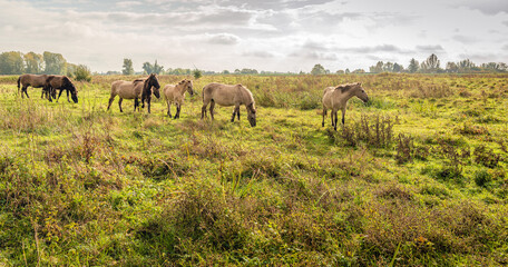 Herd of wild horses in a Dutch nature reserve © Ruud Morijn