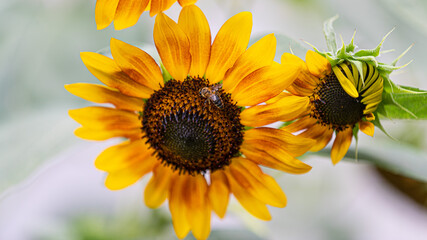sunflower and bee