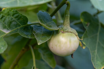 Selected focus closeup Thai eggplant on the tree In the garden