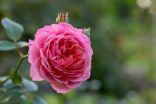 4 7 Best 赤紫 Images Stock Photos Vectors Adobe Stock