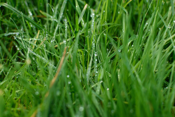 Green grass full of drops of dew