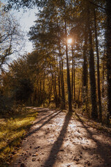 Autumn Vertical in Park Landscape
