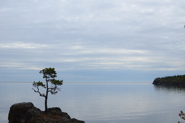 tree on beach at sunset
