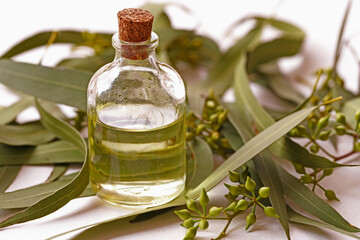 Eucalyptus plant leaves, seeds and eucalyptus oil in bottle on white background.