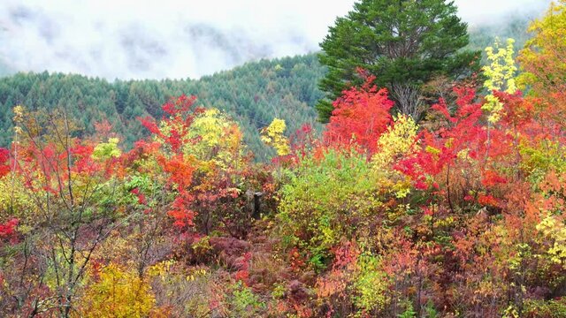 乗鞍高原の紅葉