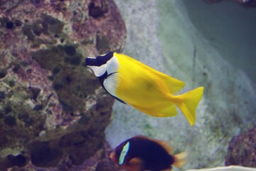 Fototapeta na wymiar Foxface fish swimming in coral tank, yellow body and black and white stripe head