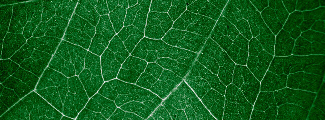 Abstract organic texture of leaf. Nature wallpaper.