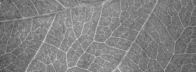 Abstract organic texture of leaf. Nature wallpaper.