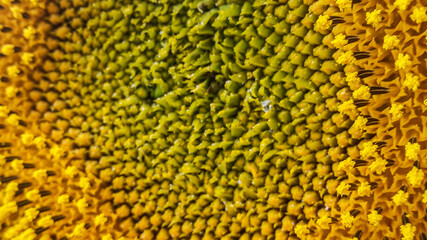 close up of sunflower