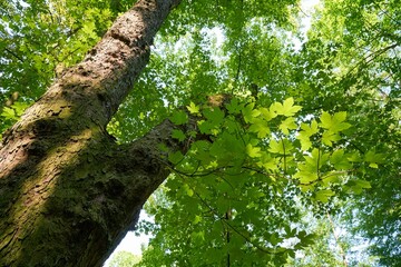 Fototapety na wymiar - Fototapeta24.pl