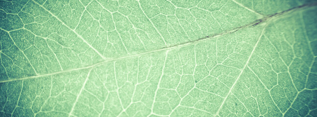 Fototapeta na wymiar Abstract organic texture of leaf. Nature wallpaper.