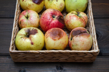 ugly apples at wicker basket on the wooden brown background. close up.