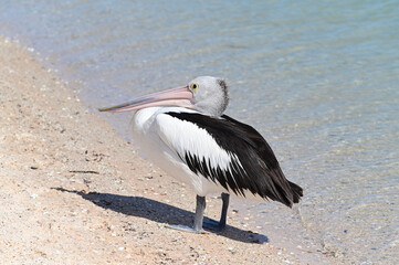 Australian Pelican on a beach