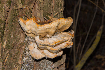 Laetiporus sulphureus. Old moldy mushroom already inedible. Laetiporus sulphureus or crab-of-the-woods, sulphur polypore, sulphur shelf, or chicken-of-the-woods. Closeup. Soft selective focus.