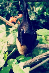 Fruit Bats hanging upside down from tree branches, sleeping during the day.