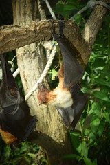 Fruit Bats hanging upside down from tree branches, sleeping during the day.