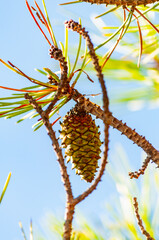 Lower closeup of a new green pine cone hanging on a branch of a coniferous tree