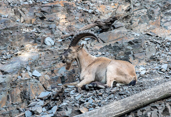 West Caucasian Tur - Capra caucasica resting on the rock