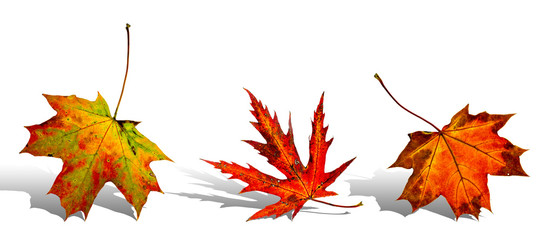 Autumn leaves background. October falling pattern isolated on wh