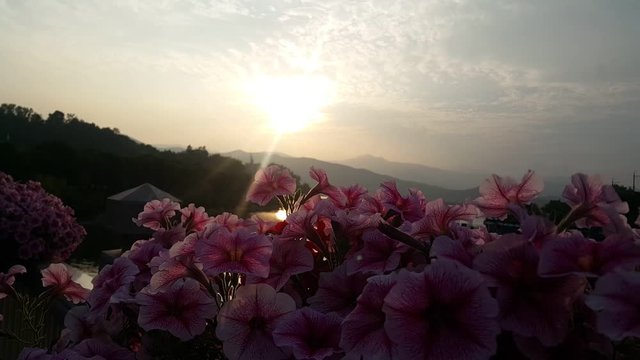 Beautiful scenery of sun glowing at sun rise behinds tree leaves in autumn season.