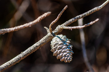 Fototapeta premium Closeup of a dried pine cone hanging on a branch of a tree
