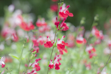 赤と白のチェリーセージ2