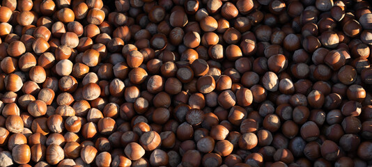 Hazelnuts as background and texture