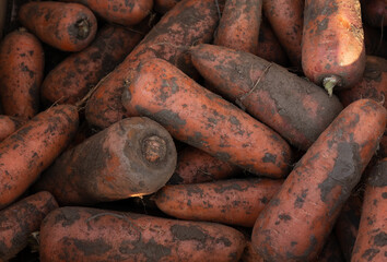 Carrots as background and texture
