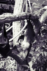 Fruit Bats hanging upside down from tree branches, sleeping during the day.