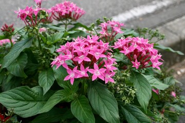 flowers in the garden