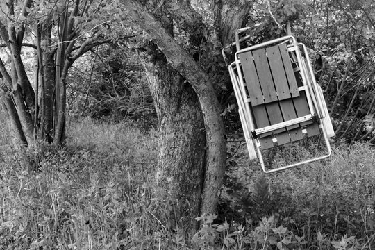 Lawn chairs hanging in tree. Black and white image.