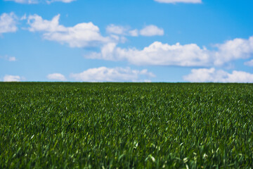 Agrar Feld im Frühling vor einem bewölkten Himmel