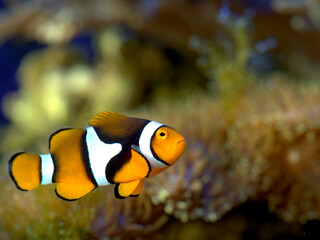Clownfish close up