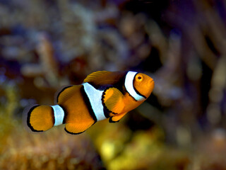 Clownfish close Up 