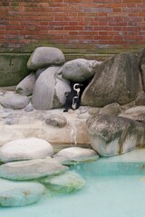Fototapeta premium Magellanic Penguin resting in zoo enclosure 