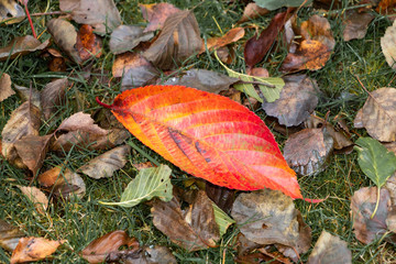 Bunte Blätter im Herbst an Bäumen und am Boden.