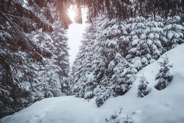 Scenic image of fairy-tale woodland. Location Carpathian, Ukraine, Europe.