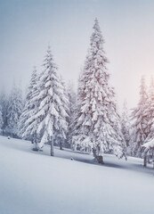 Scenic image of fairy-tale woodland. Location Carpathian, Ukraine, Europe.