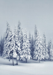 Scenic image of fairy-tale woodland. Location Carpathian, Ukraine, Europe.