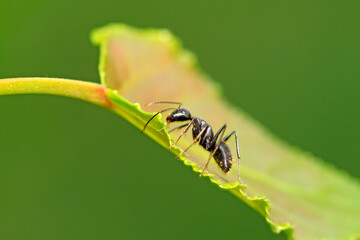 Camponotus japonicus on plant