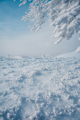 Peaceful moment in fairy-tale forest. Location Carpathian national park, Ukraine, Europe.