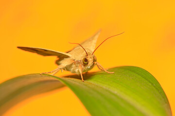 Moth insects on plant