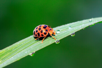Epilachna vigintioctopunctata on plant