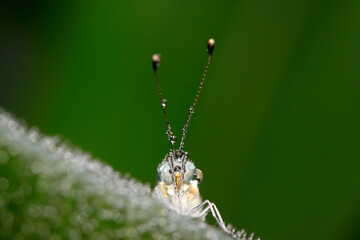 Pontia daplidice on green plant
