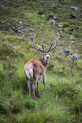Scotland Uk, France and Spain, a collection