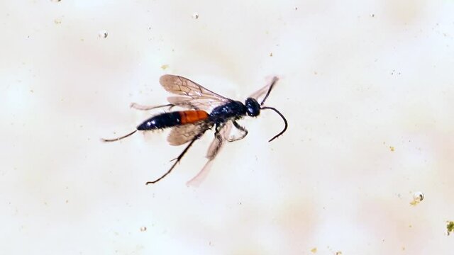 A Parasitoid wasp fighting for life in the water. Insects are drowning in a water tank.
