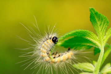 caterpillar on green leaf