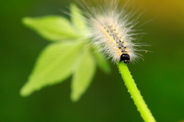 caterpillar on green leaf