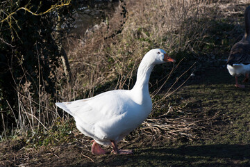 Scotland Uk, France and Spain, a collection
